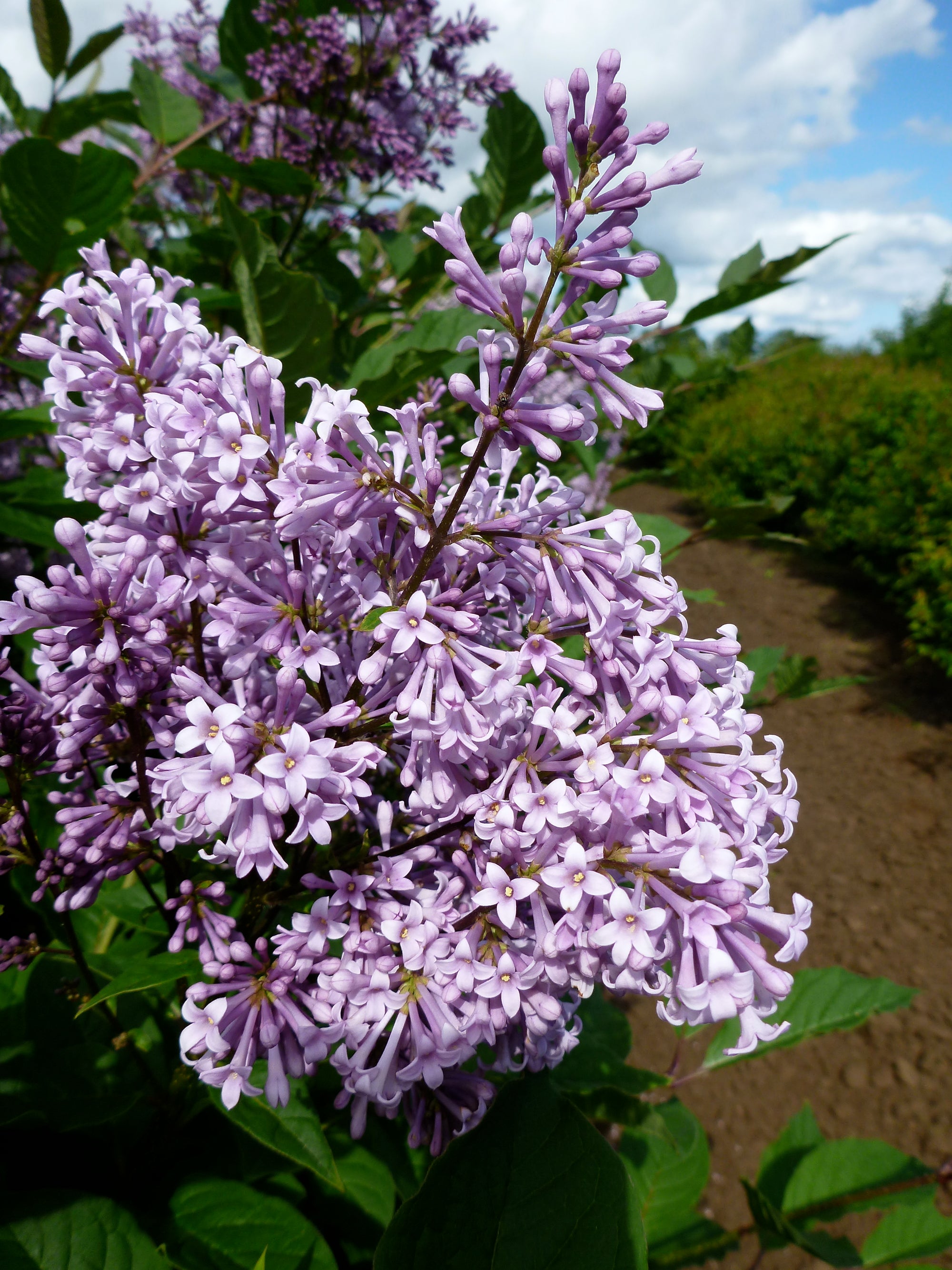 Syringa x prestoniae Red Wine Red Wine Lilac