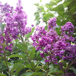 Syringa x prestoniae Royalty Royalty Lilac