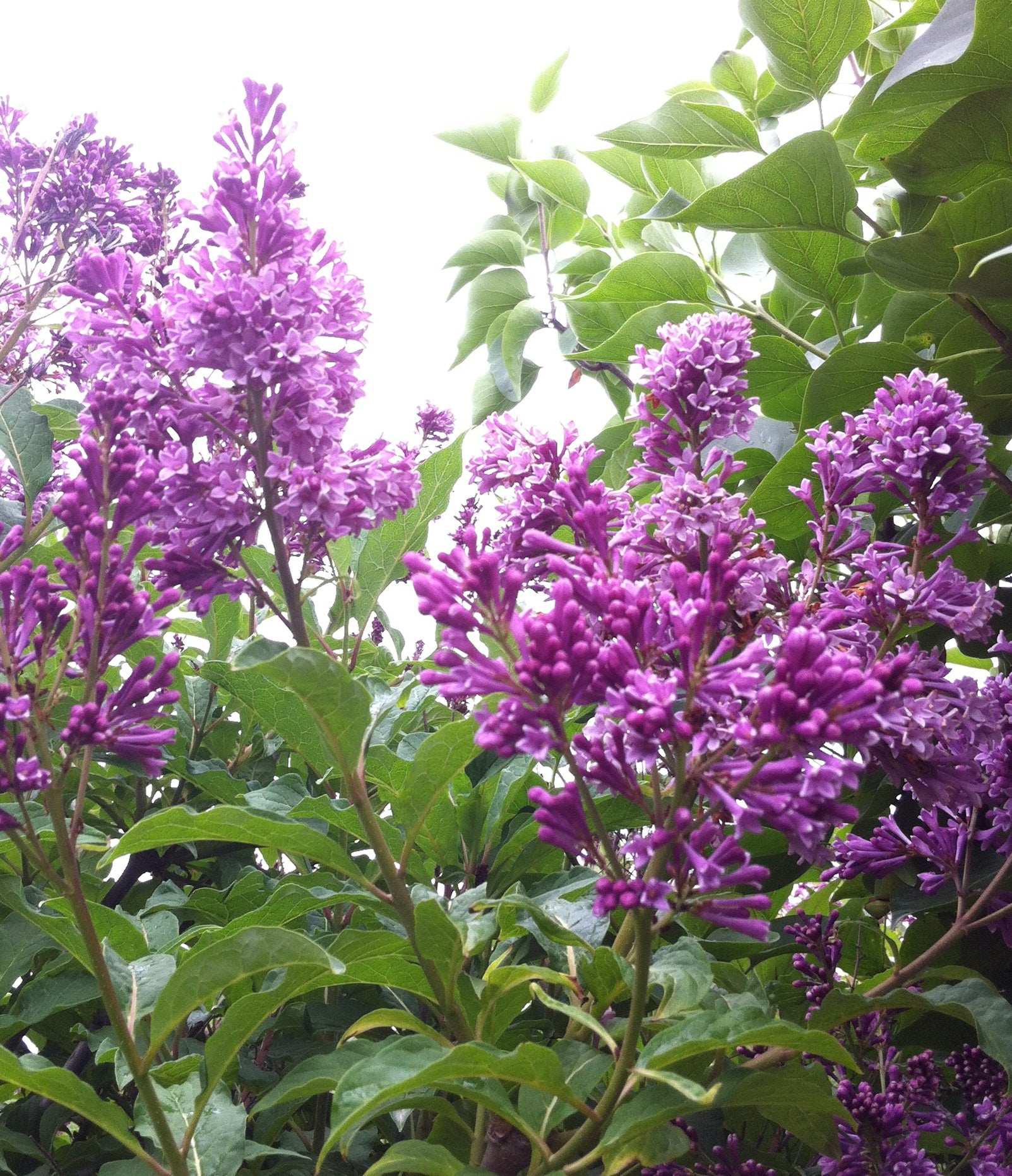 Syringa x prestoniae Royalty Royalty Lilac