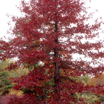 Nyssa sylvatica Black gum