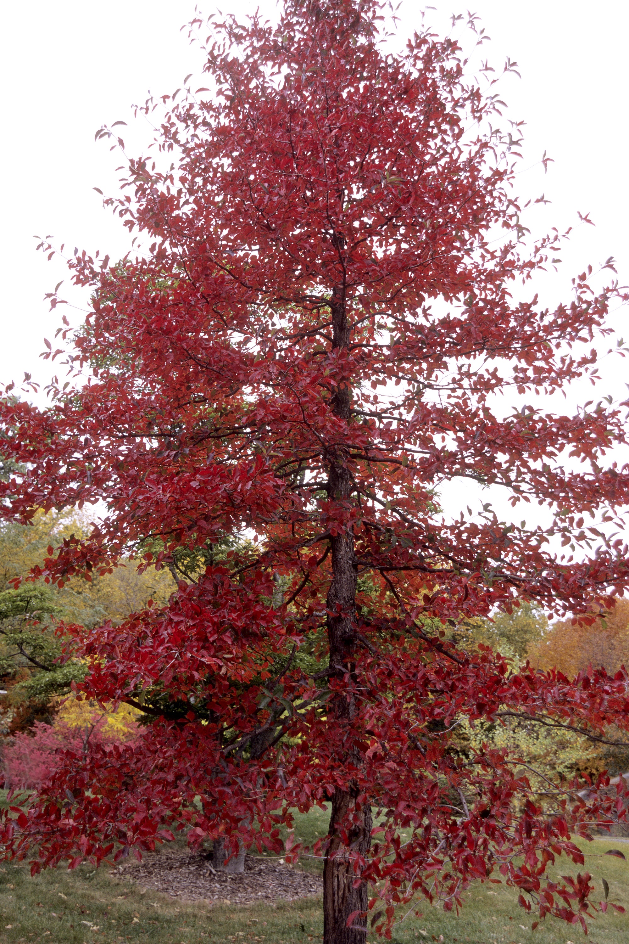 Nyssa sylvatica Black gum