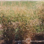 Hystrix patula Bottlebrush Grass