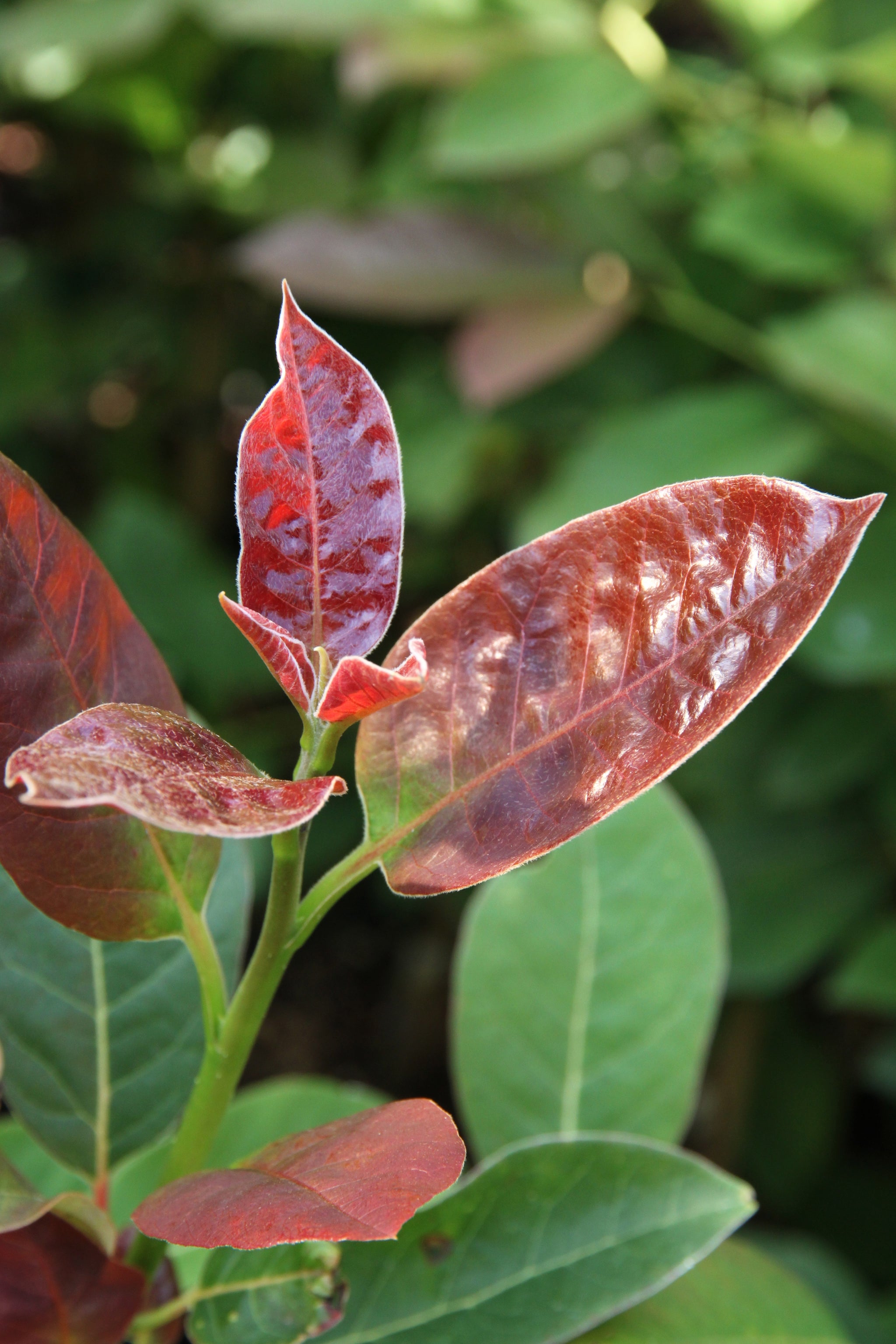 Nyssa sylvatica Wildfire Wildfire Black Gum