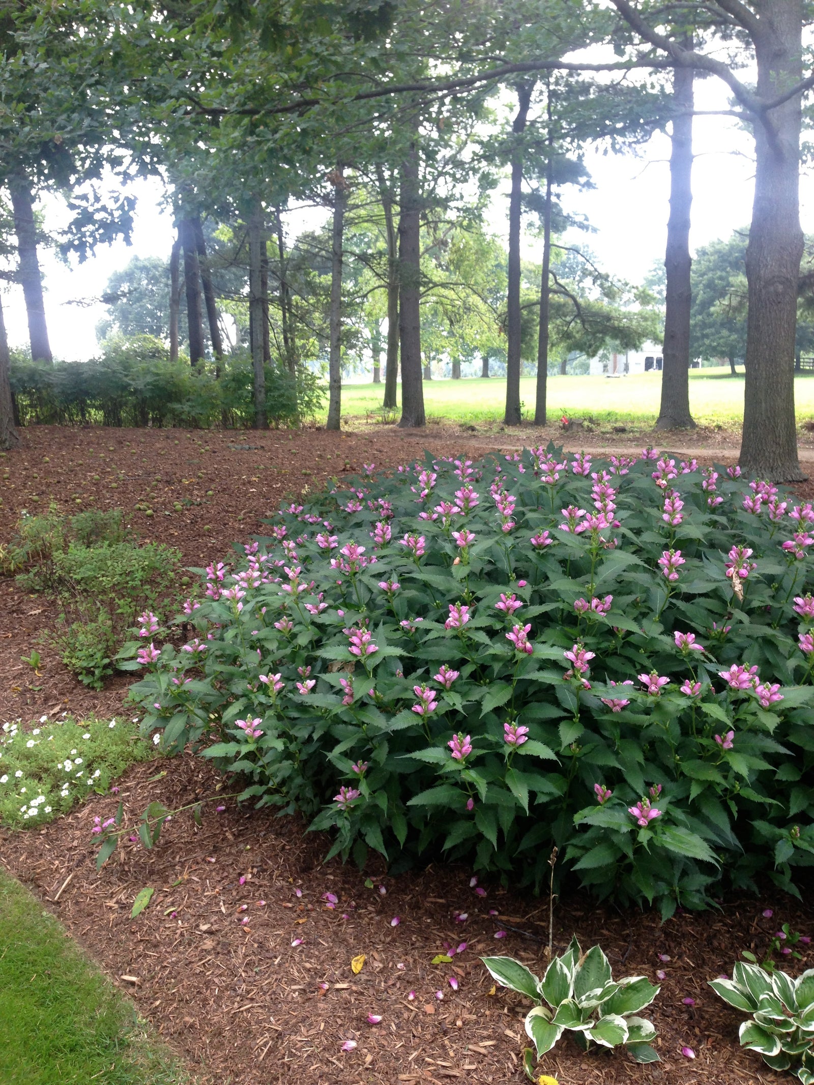 Chelone obliqua Pink Turtlehead