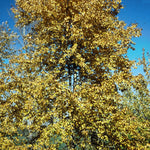 Populus balsamifera Balsam Poplar