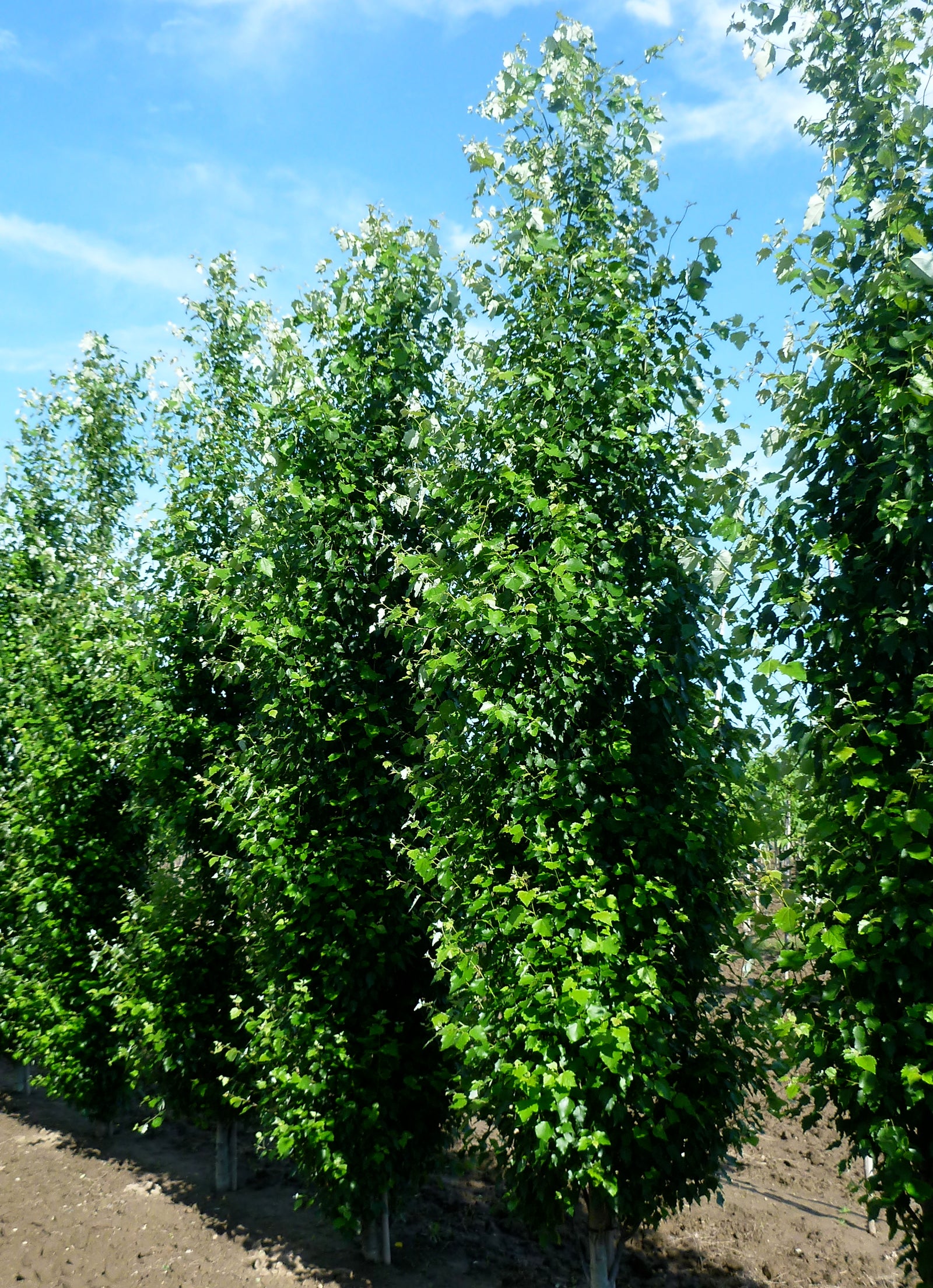 Populus x canescens Tower COPF Tower Poplar
