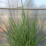 Koeleria pyramidata (cristata) Prairie June Grass