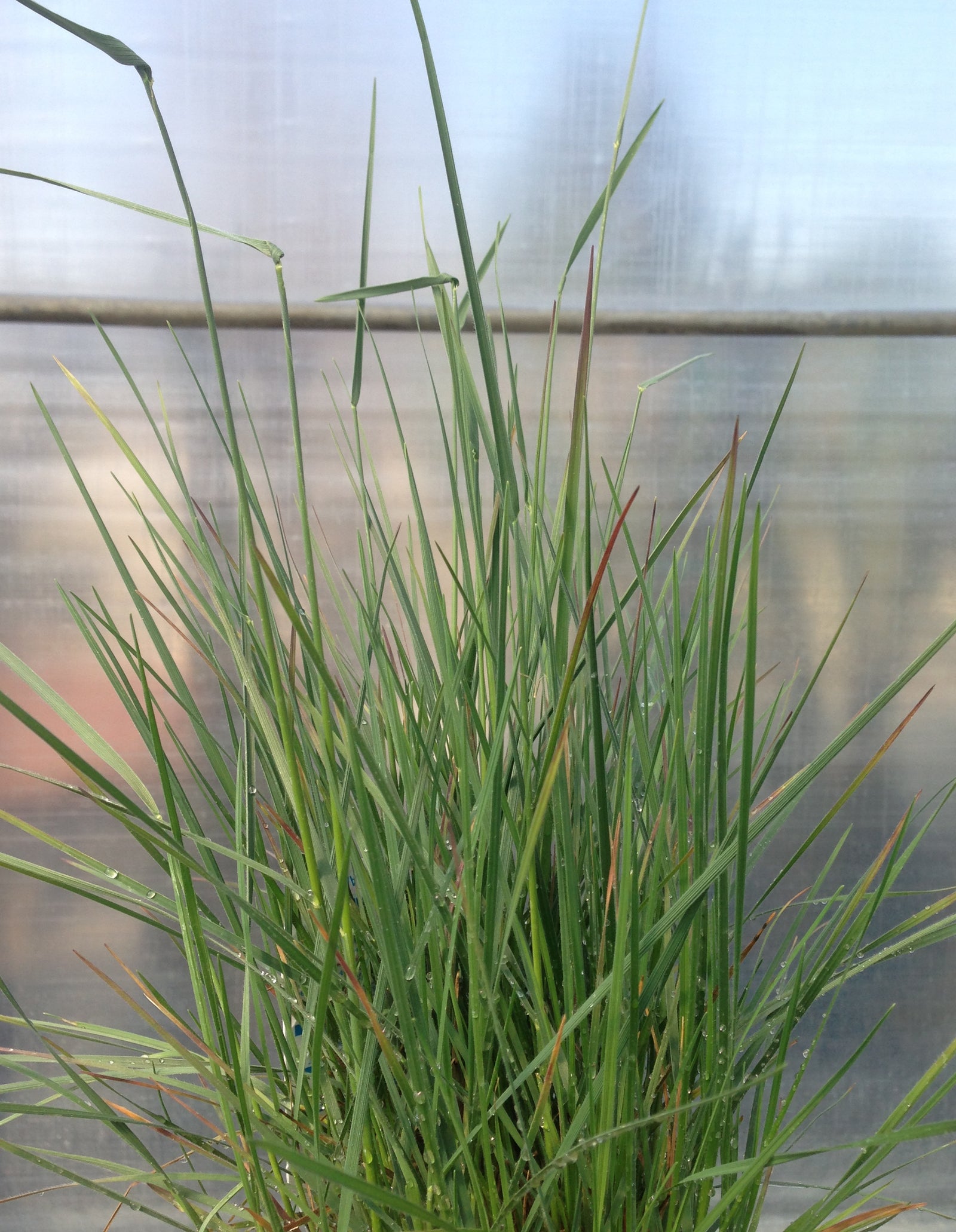 Koeleria pyramidata (cristata) Prairie June Grass