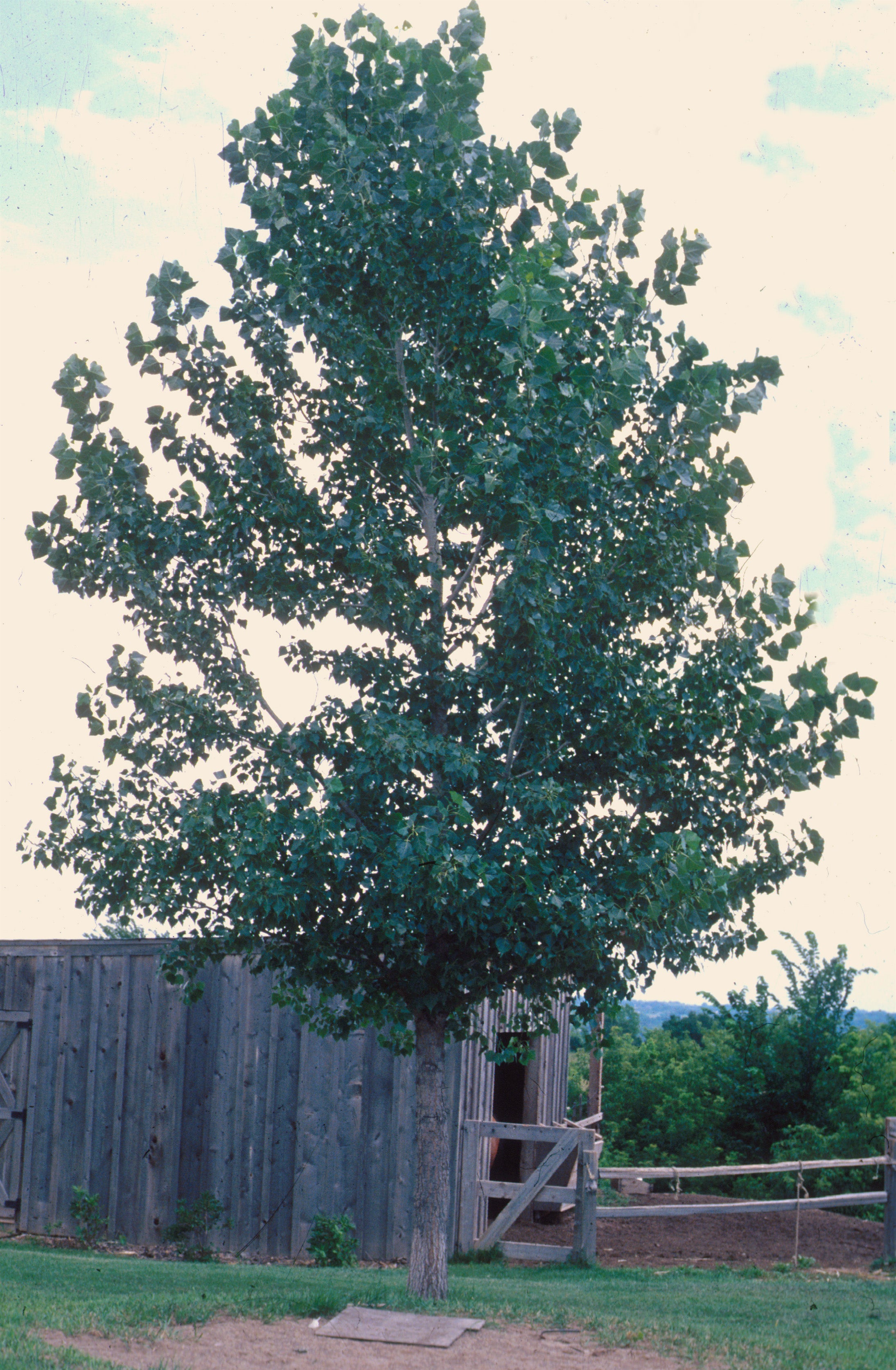 Big toothed Aspen GardenTap Big toothed aspen gardentap