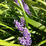 Liriope muscari Big Blue Giant Lily Turf