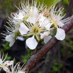 Prunus americana American Plum