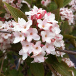 Viburnum carlesii Korean Spice Viburnum