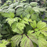 Cimicifuga ramosa Atropurpurea Black Snakeroot