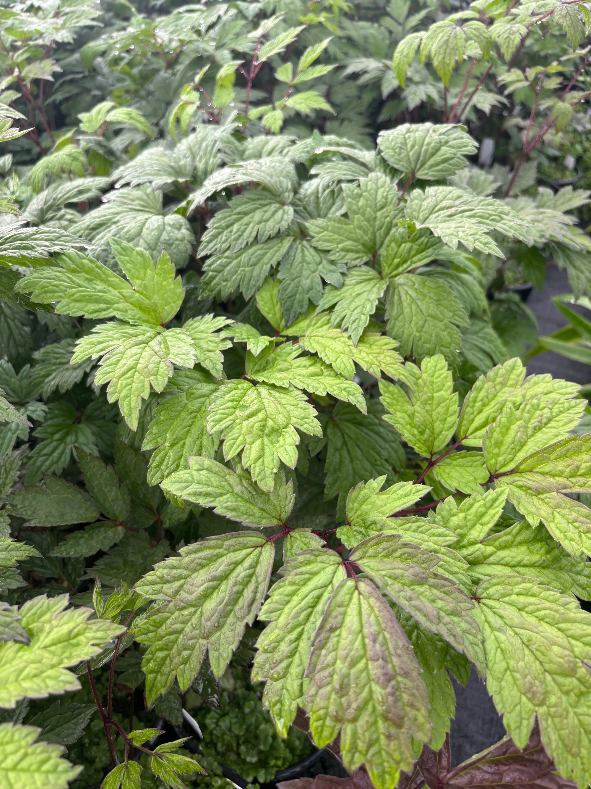 Cimicifuga ramosa Atropurpurea Black Snakeroot