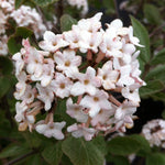 Viburnum x juddii Juddii Viburnum