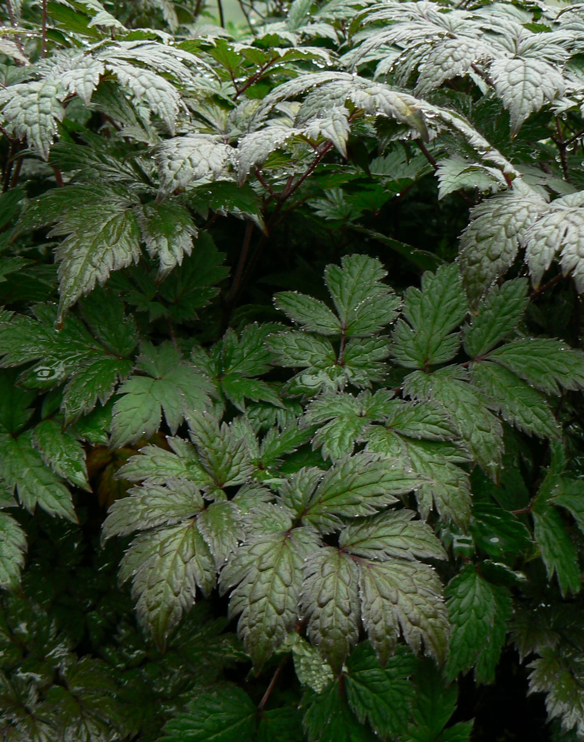 Bugbain Purple-leaf Bugbane – GardenTap