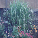 Miscanthus x Giganteus Giant Miscanthus