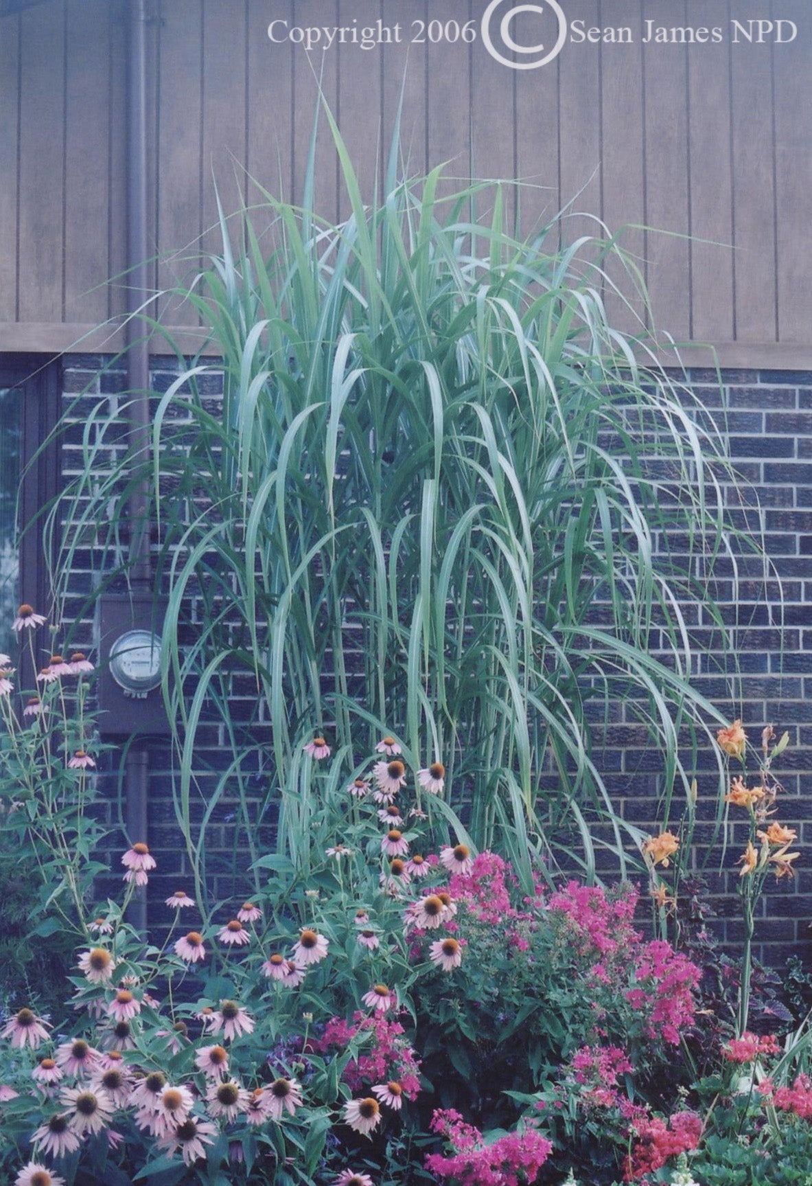 Miscanthus x Giganteus Giant Miscanthus