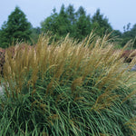 Miscanthus sinensis Adagio Adagio Maiden Grass