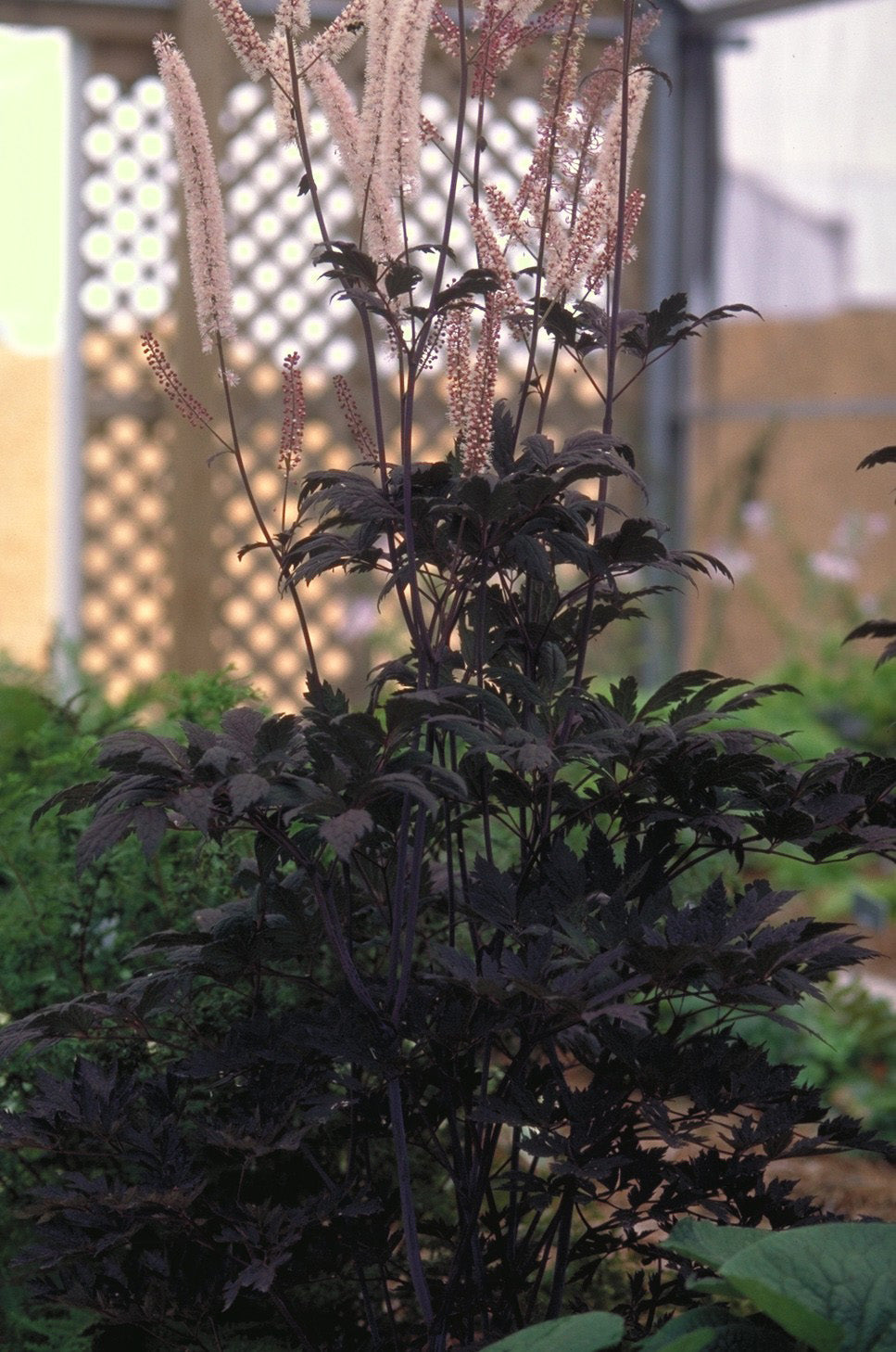 Cimicifuga ramosa Hillside Black Beauty PP9988, COPF Purple leaf Bugbane