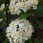 Viburnum lantana Mohican Mohican Viburnum