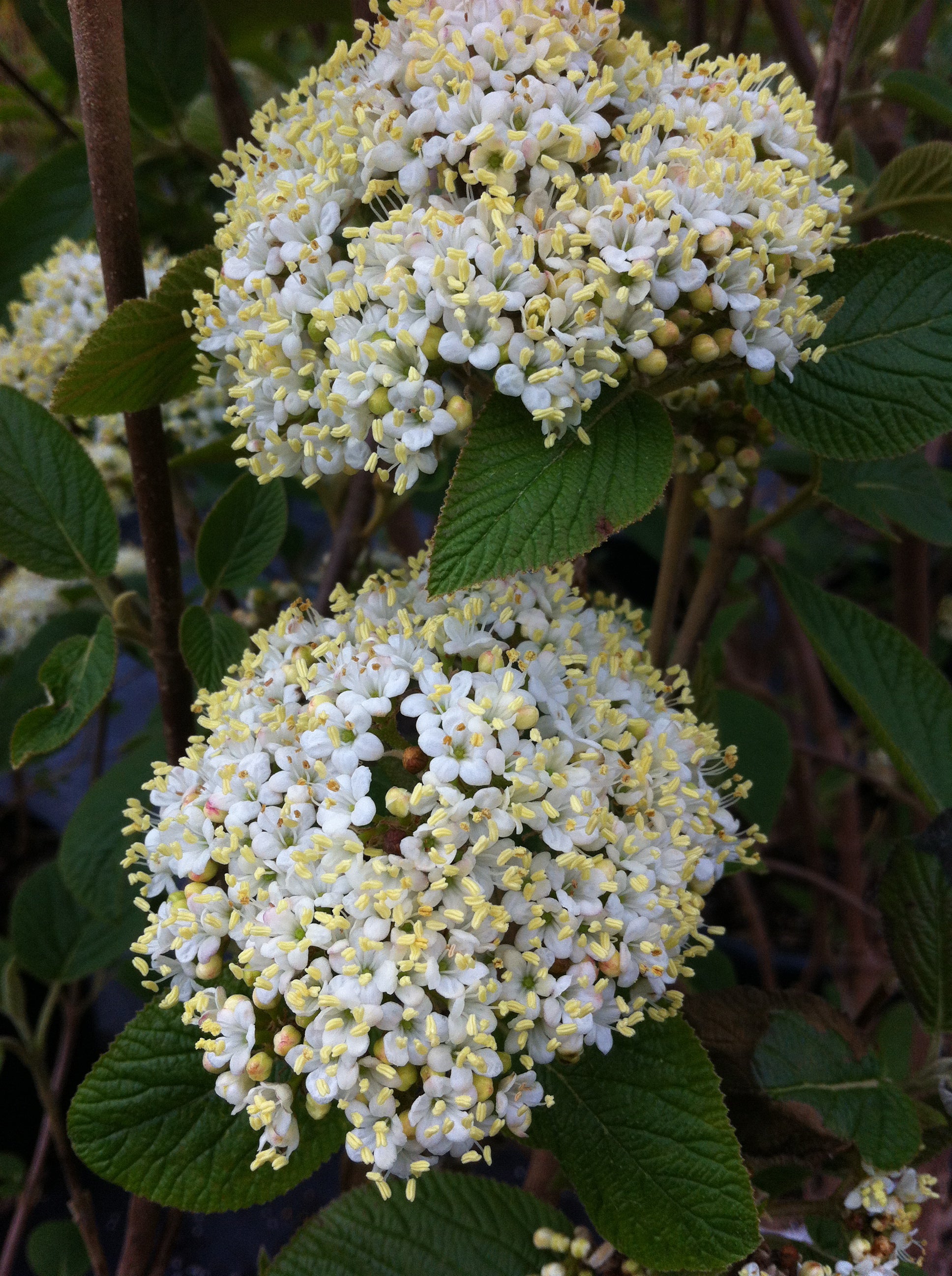 Viburnum lantana Mohican Mohican Viburnum