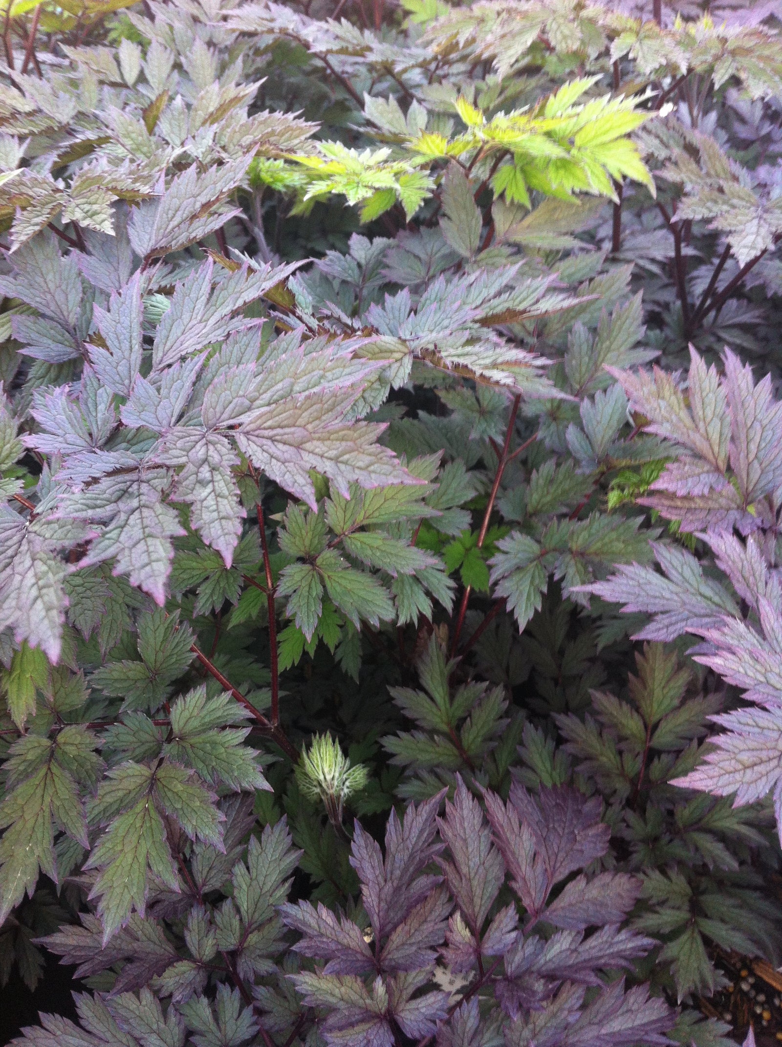 Cimicifuga ramosa Pink Spike Purple leaf Bugbane