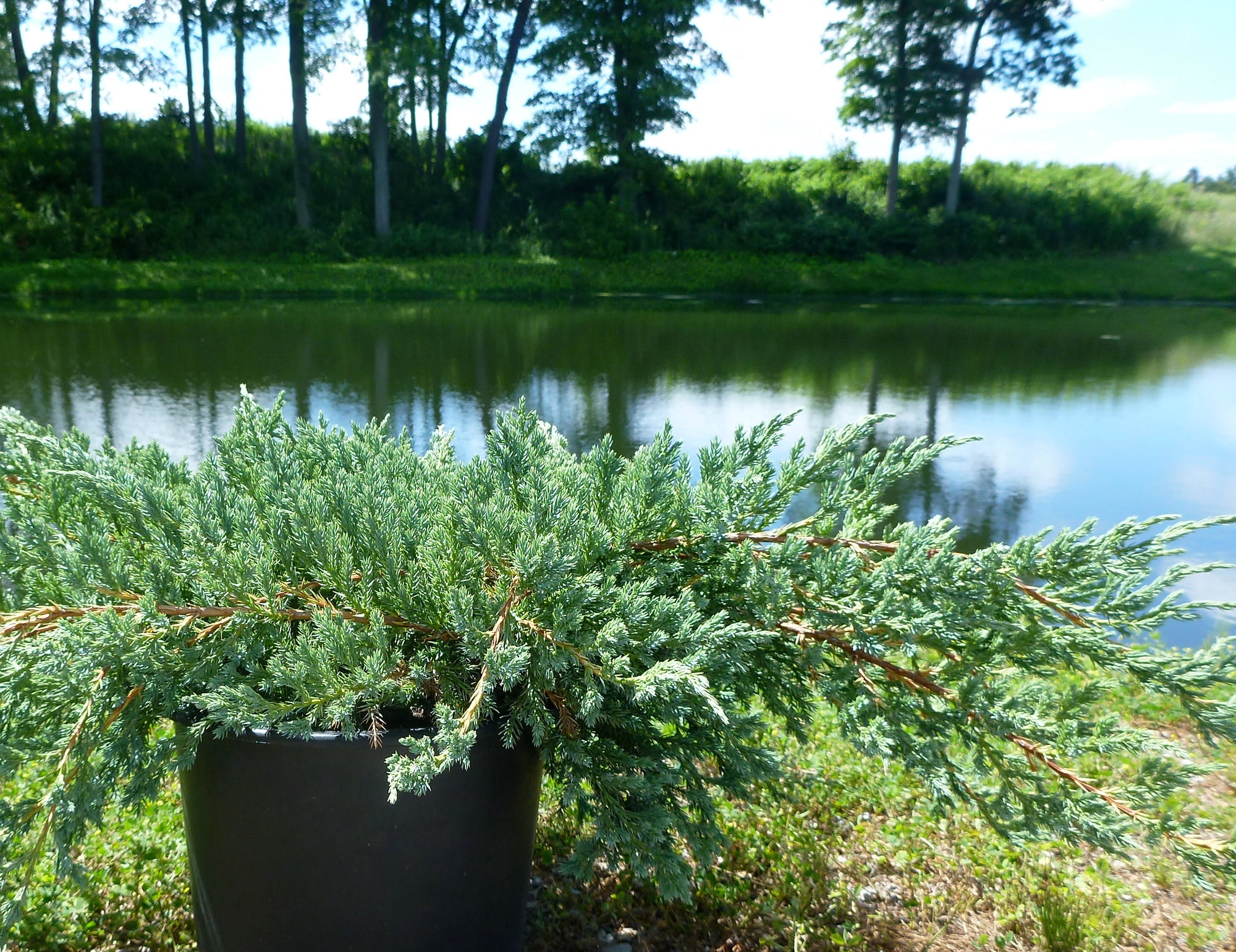 Juniperus squamata Blue Carpet Blue Carpet Juniper
