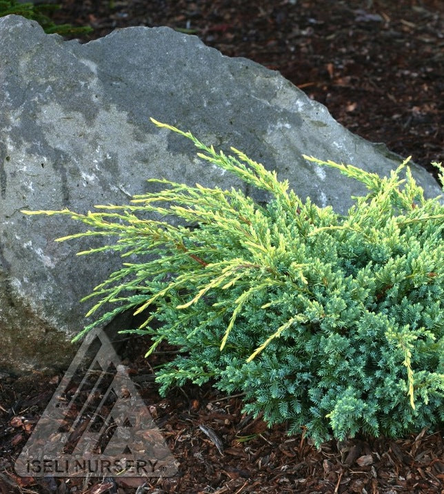 Juniperus squamata Holger Holger Juniper