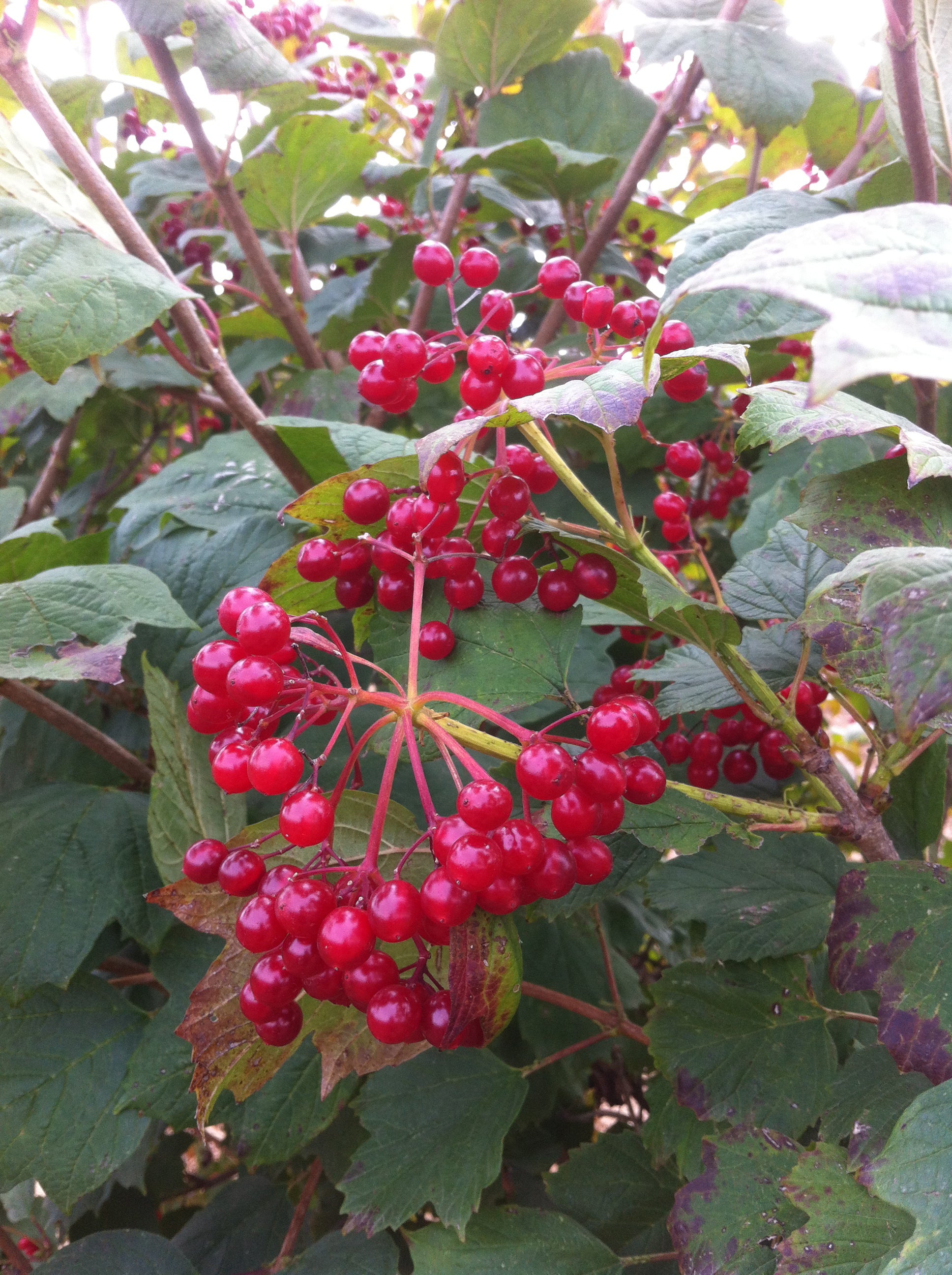 Viburnum trilobum Highbush Cranberry