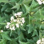 Viburnum trilobum Compactum Dwarf American Cranberry