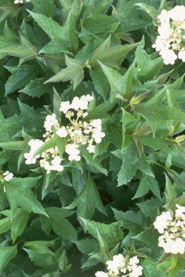 Viburnum trilobum Compactum Dwarf American Cranberry