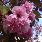 Prunus serrulata Kwanzan Kwanzan Flowering Cherry