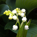 Convallaria majalis Lily of the Valley
