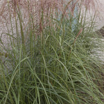 Miscanthus sinensis Graziella Maiden Grass
