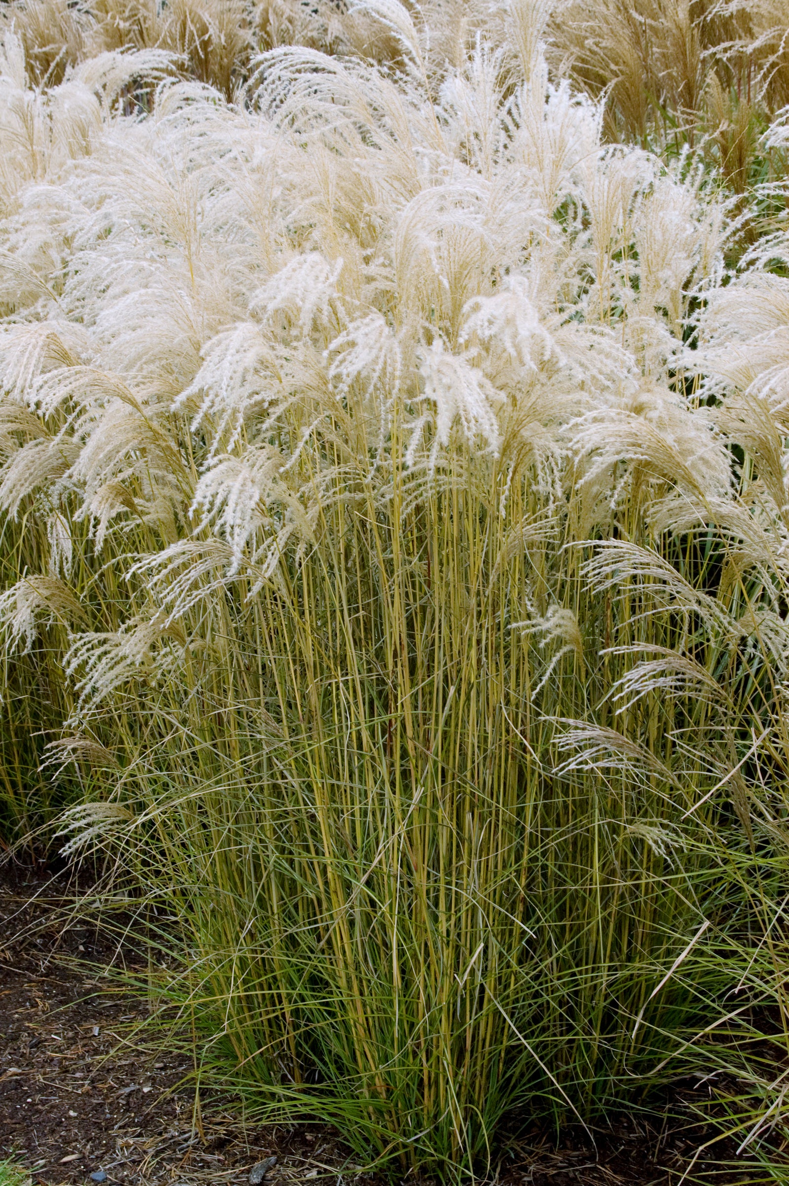 Miscanthus sinensis Little Fountain Kleine Fontaine Little Fountain Maiden Grass