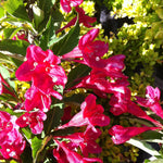 Weigela florida Red Prince Red Prince Weigela