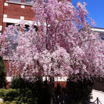 Prunus subhirtella Pendula Weeping Higan Cherry