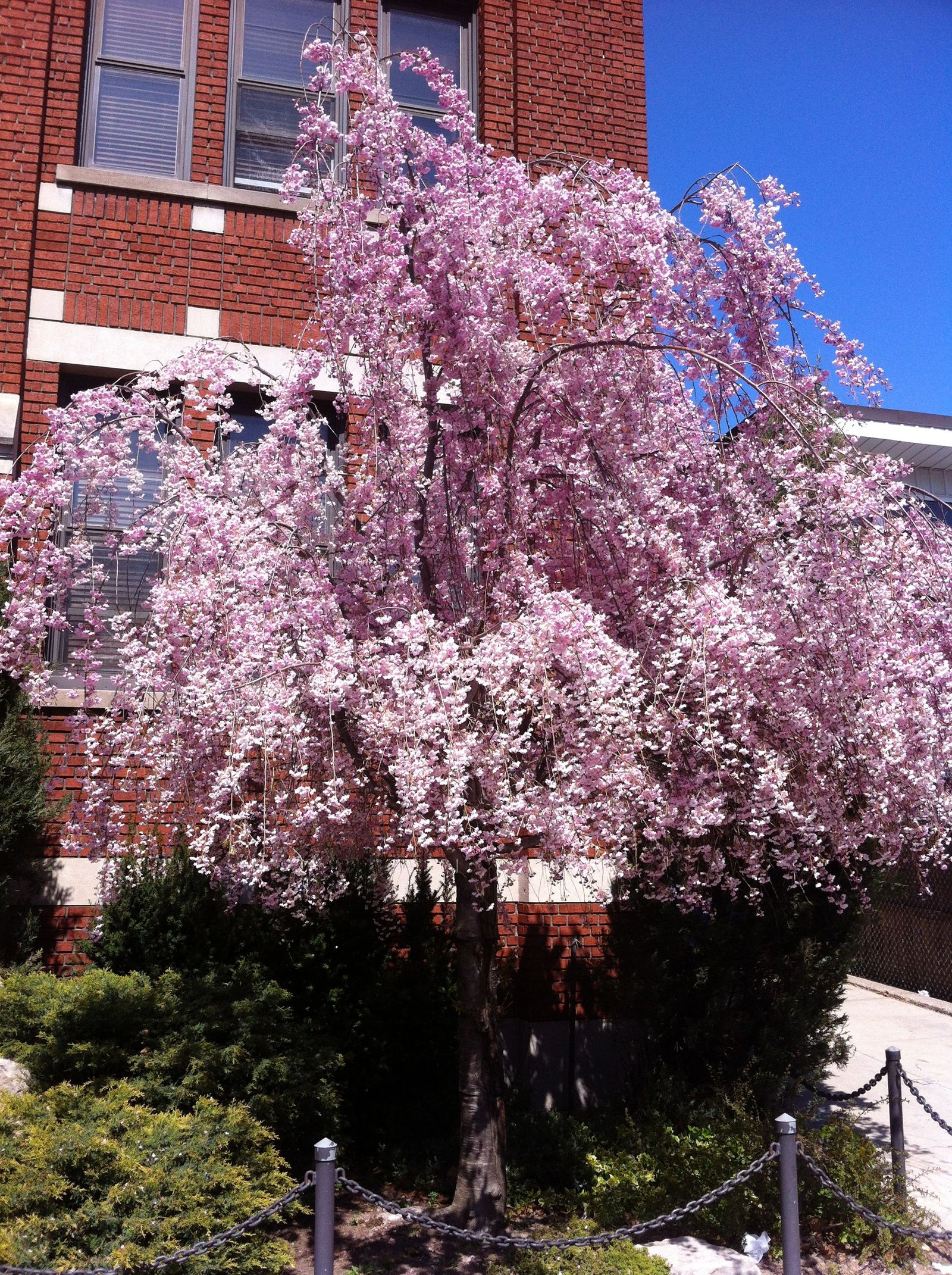 Prunus subhirtella Pendula Weeping Higan Cherry