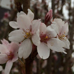 Prunus x yedoensis Yoshino Cherry