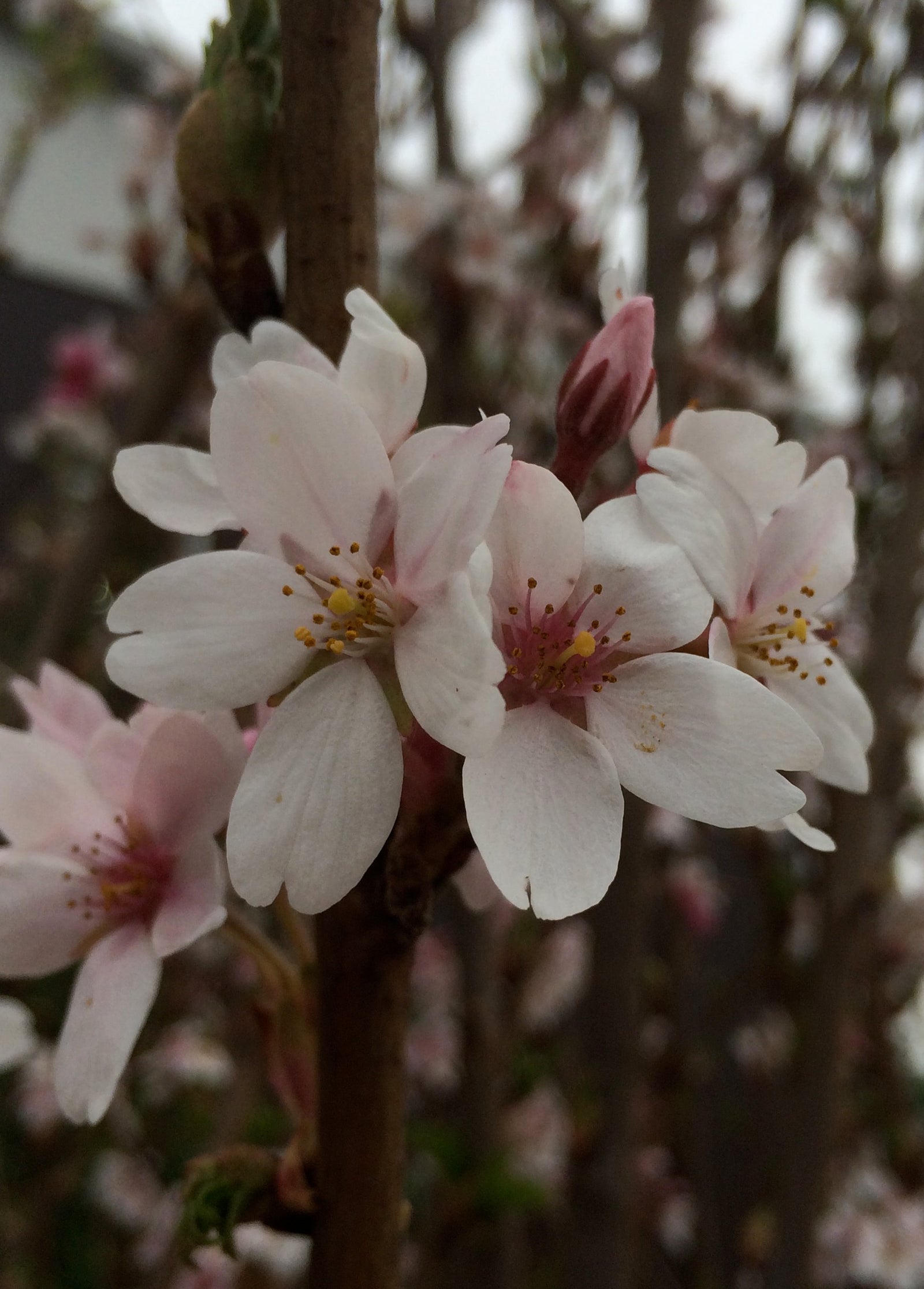 Prunus x yedoensis Yoshino Cherry