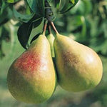 Pear Flemish Beauty Flemish Beauty Pear