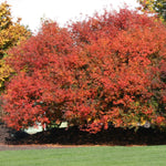 Pyrus fauriei Korean Sun Westwood Korean Sun Pear