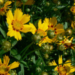 Coreopsis lanceolata Sonnenkind Baby Sun COPF Lance leaved Tickseed