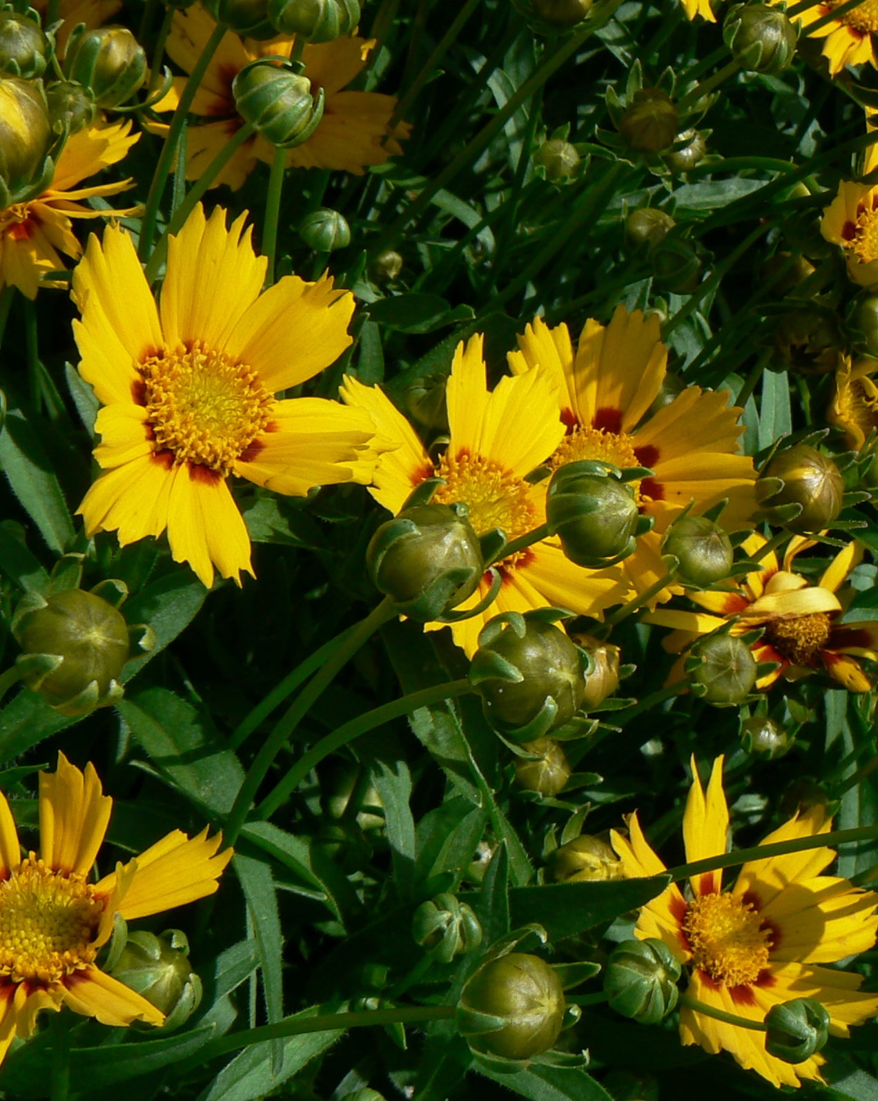 Coreopsis lanceolata Sonnenkind Baby Sun COPF Lance leaved Tickseed