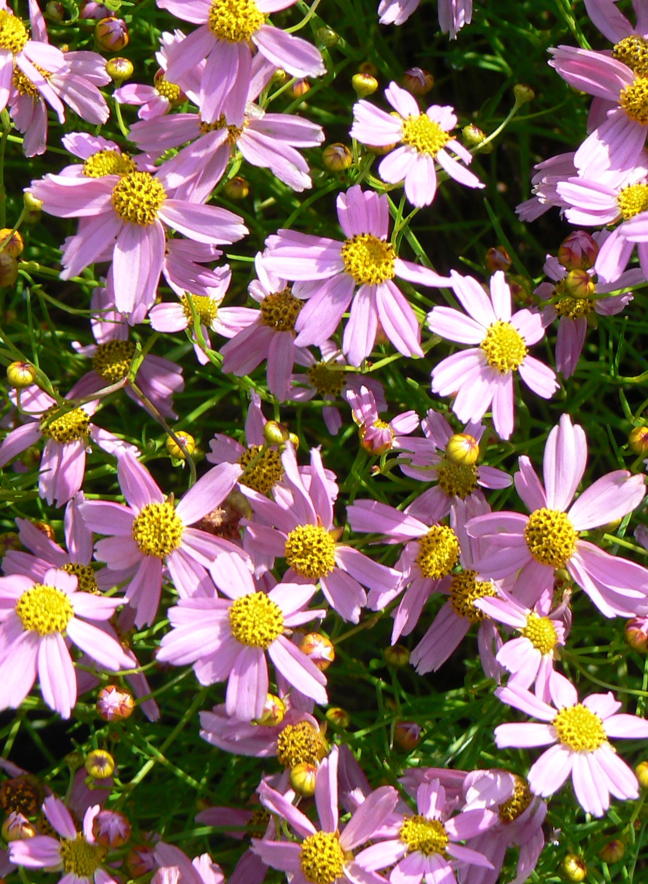 Coreopsis rosea American Dream Tickseed