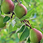 Pear Golden Spice Golden Spice Pear
