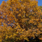 Quercus alba White Oak