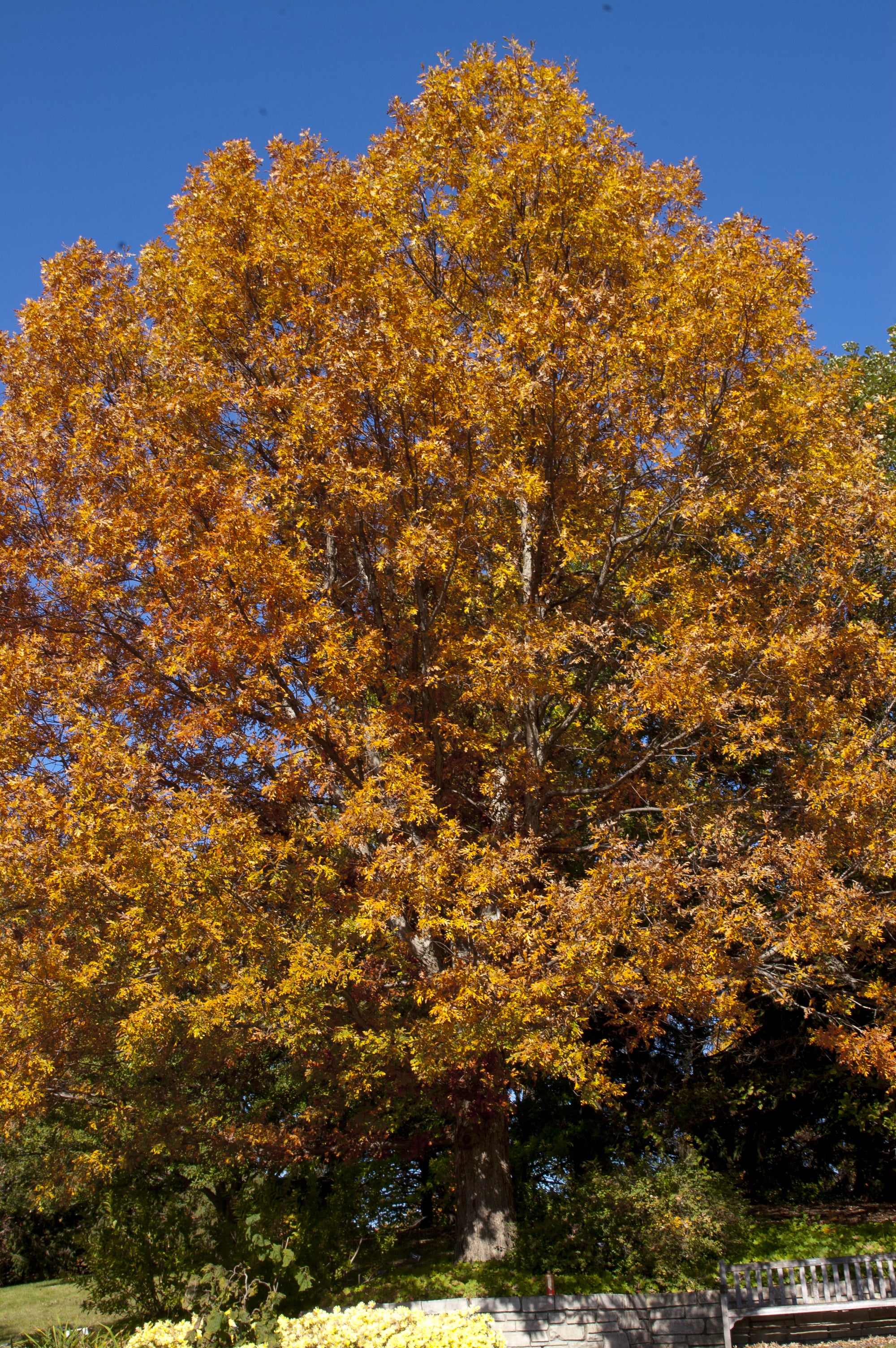 Quercus alba White Oak