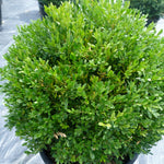 Buxus x Green Gem PP3736, COPF Green Gem Boxwood